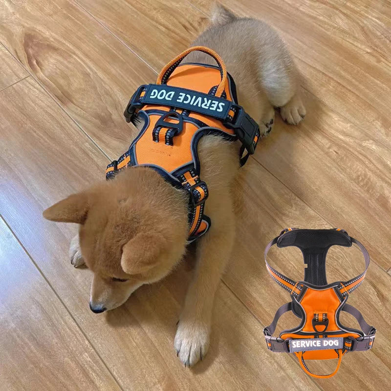 Harnais pour chien