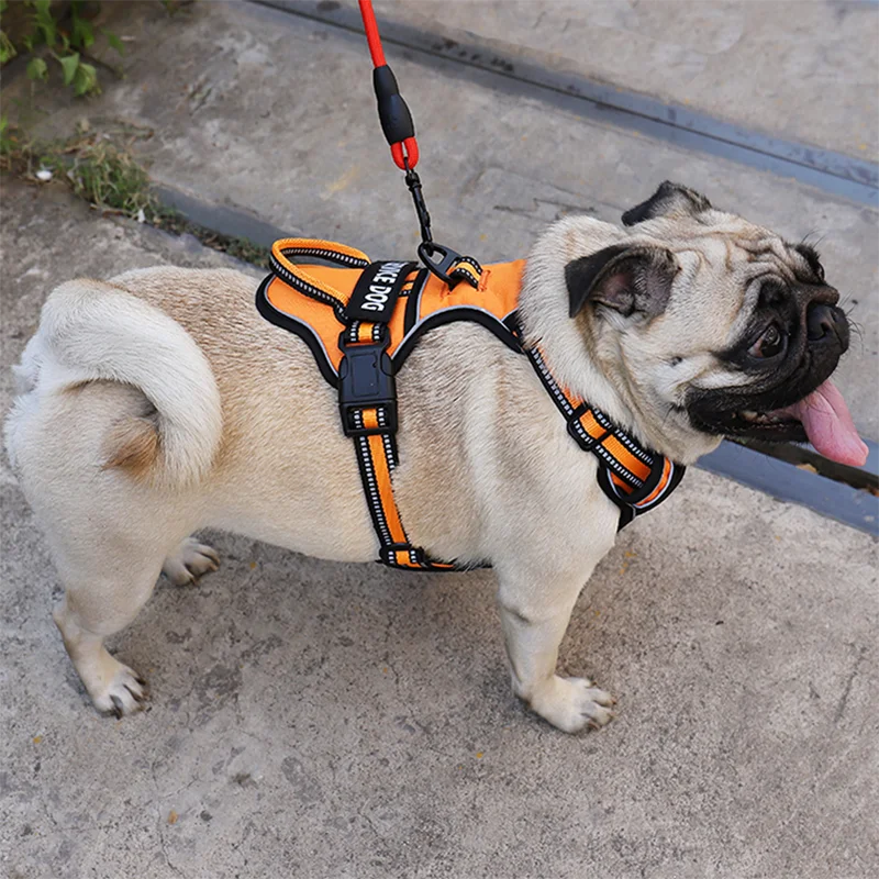 Harnais pour chien