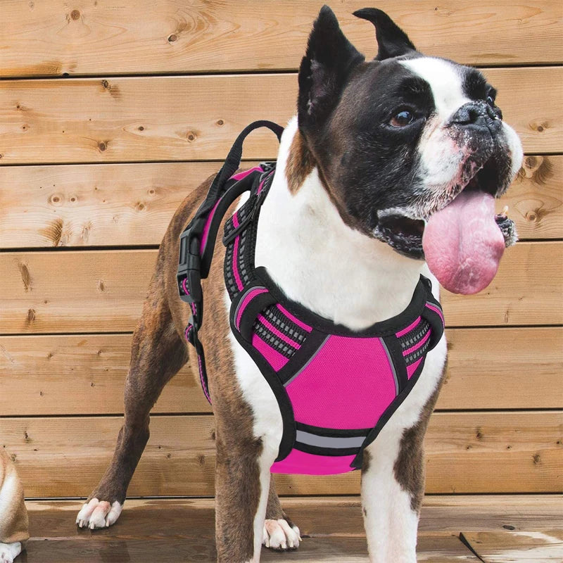 Harnais pour chien
