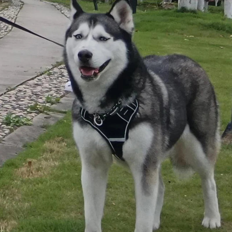 Harnais pour chien