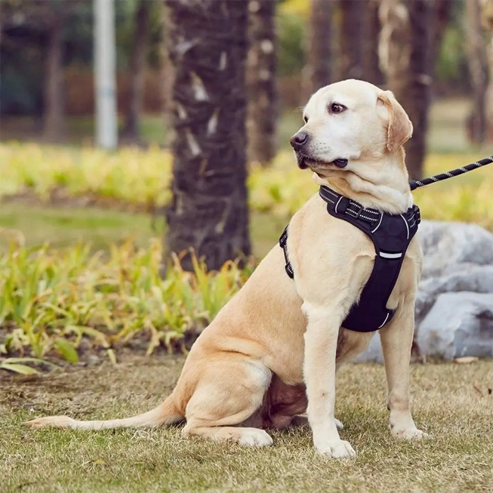 Harnais pour chien