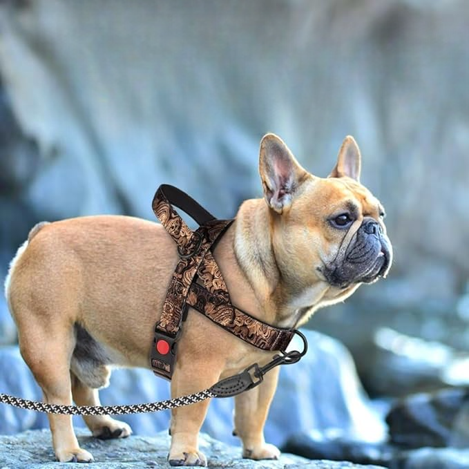 Harnais pour chien - DogSafeHarness™- Noir Doré