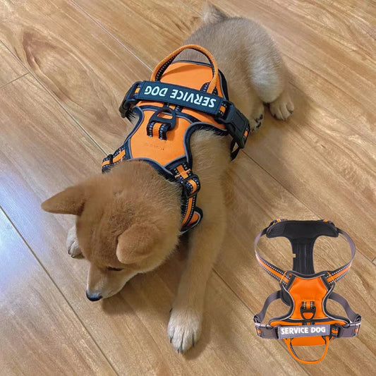 Harnais pour chien