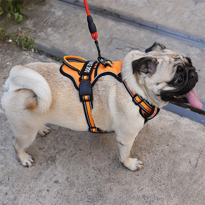 Harnais pour chien