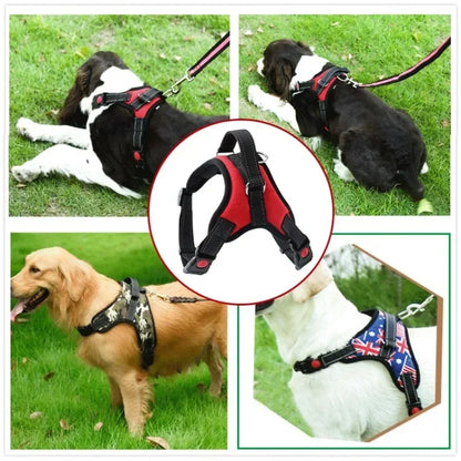 Harnais pour chien
