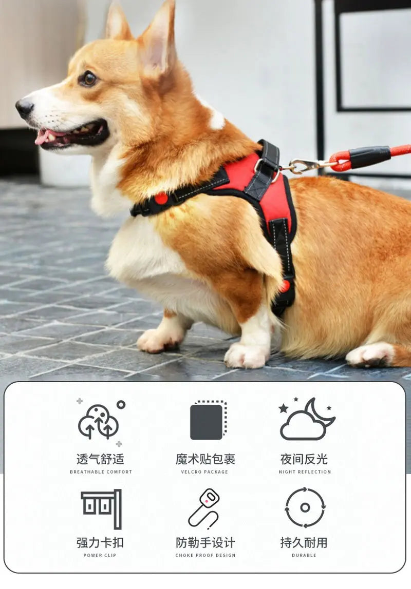 Harnais pour chien