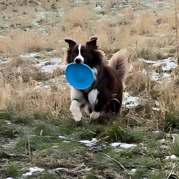 Disque volant - FlyDog™ - Bleu