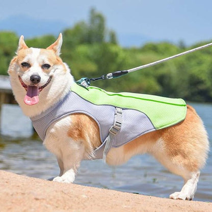 harnais pour chien