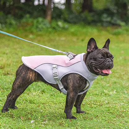 harnais pour chien