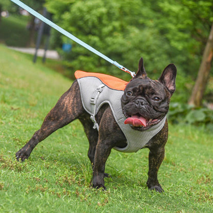 harnais pour chien